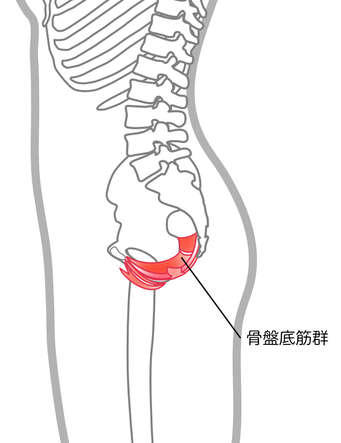 骨盤底筋